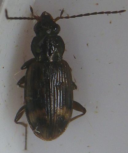 Bembidion dentellum